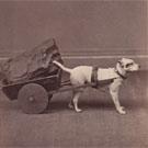 A Jack Russell with a small dog cart